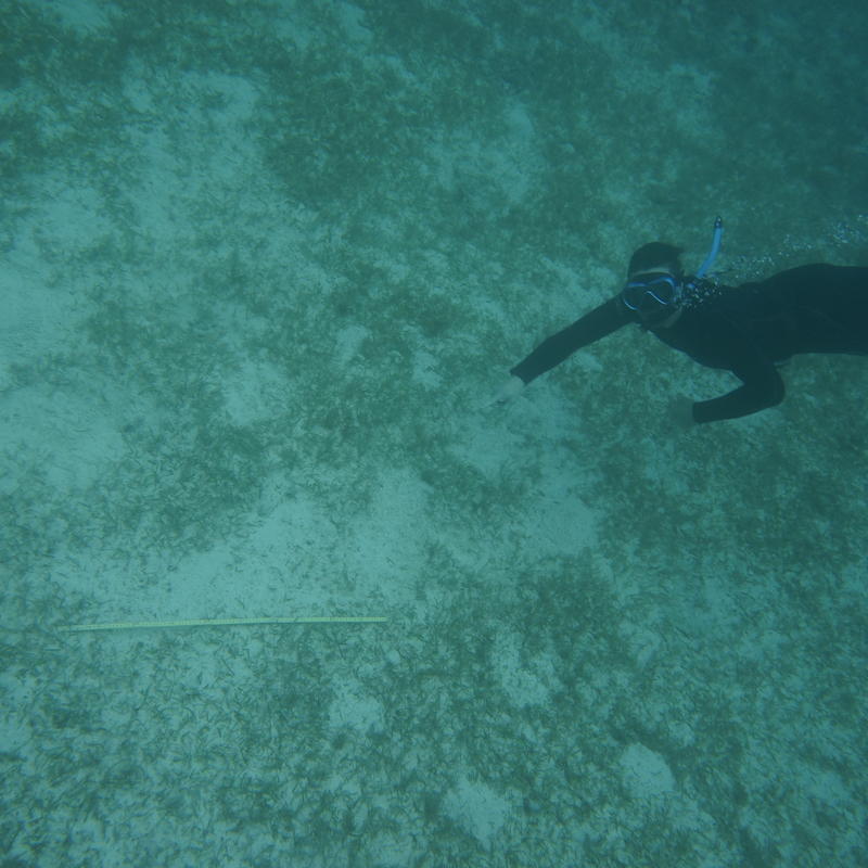 Marius seagrass Marius seagrass